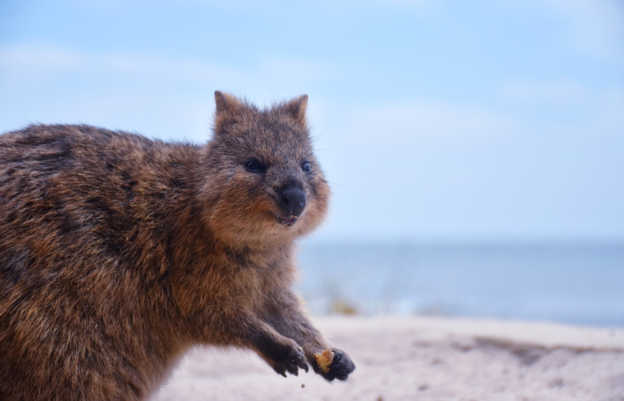 fly to rottnest island - private flights